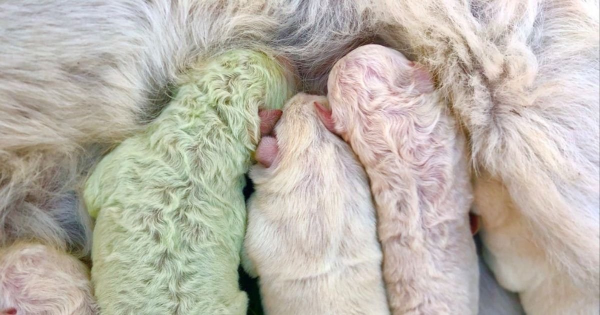 untitled design 7 6.jpg?resize=412,232 - Adorable Puppy Is Born Green Despite His Mother And Siblings Having White Fur
