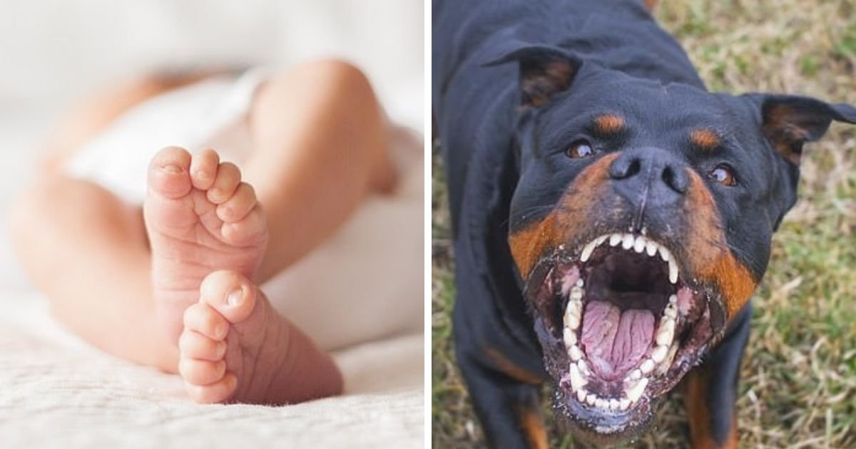 untitled design 9 2.jpg?resize=1200,630 - One-Day-Old Baby Mauled By Family Dog In A Vicious Attack
