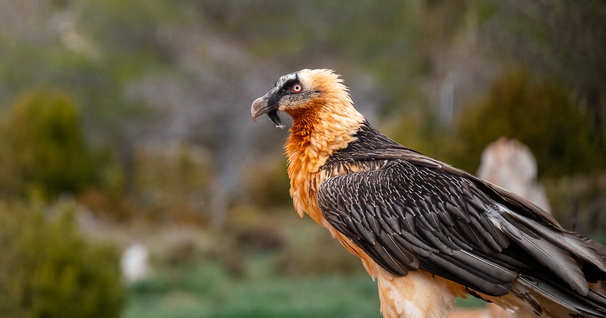 vautour.png?resize=1200,630 - Un vautour protégé a été retrouvé mort dans le parc des Cévennes