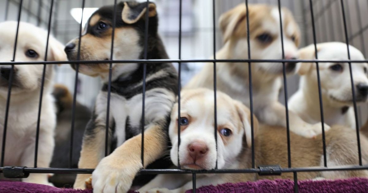 vonjour1 2.png?resize=412,275 - La SPA lance une pétition pour interdire la vente d'animaux en animalerie
