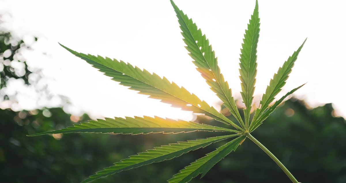 weed.jpg?resize=1200,630 - Feu vert du gouvernement pour les premières expérimentations du cannabis médical