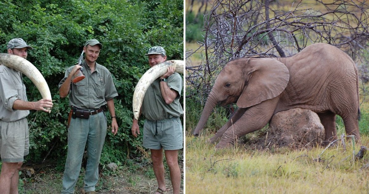 1 17.jpeg?resize=412,232 - Famoso Cazador Pierde La Vida Por Un Bebé Elefante Mientras Medía El Marfil Para Uno De Sus Clientes