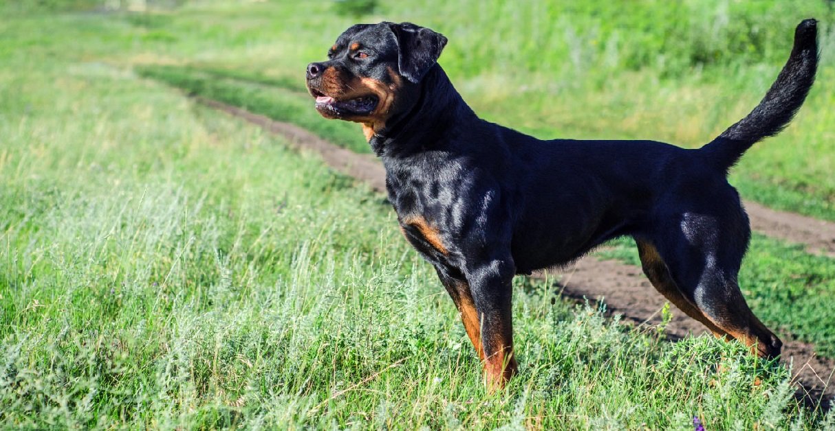 11 cleps.jpg?resize=412,275 - Deux rottweilers ont violemment attaqué deux hommes en Belgique