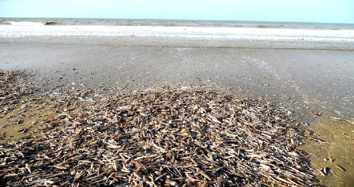 11 plage.jpg?resize=412,275 - Aude: en promenant son chien, une femme a fait une macabre découverte