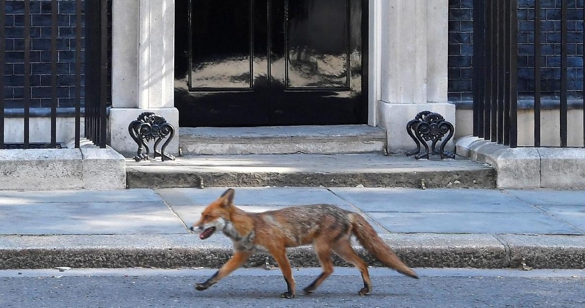 13 renard.jpg?resize=1200,630 - À Londres, Scotland Yard mène l'enquête sur des cas de renards tués à l'arbalète