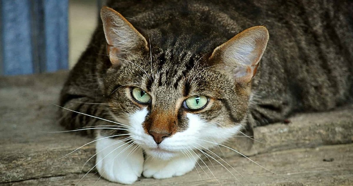 3 16.jpg?resize=412,275 - Corrèze: une trentaine de chats vivaient entassés dans une maison insalubre