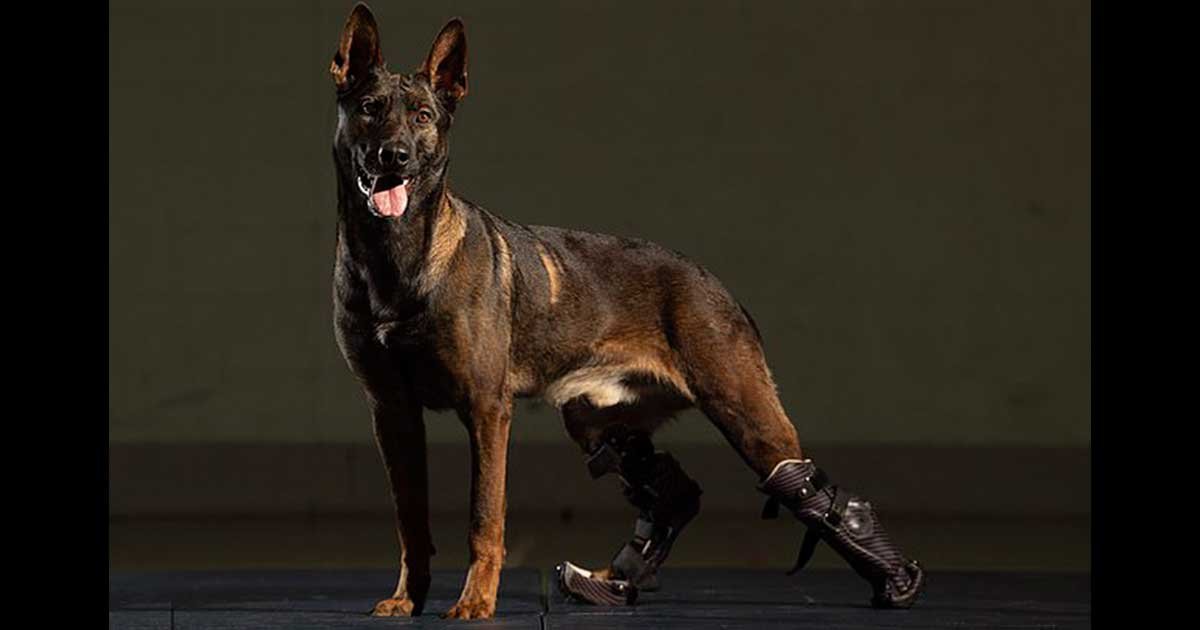 32515976 8675269 image a 9 1598644924049.jpg?resize=1200,630 - Hero Military Dog Receives Victoria Cross