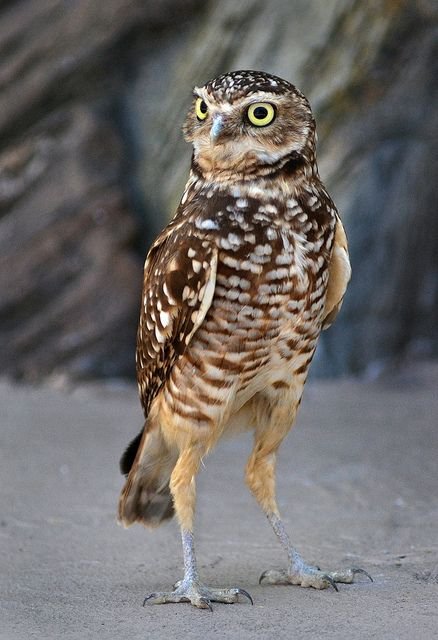 owl