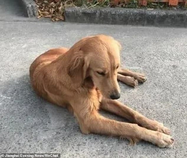 The one-year-old golden retriever (pictured), named Ping An or ‘safe and sound’, was left markedly thin and injured with bleeding paws after walking over 62 miles alone for 14 days