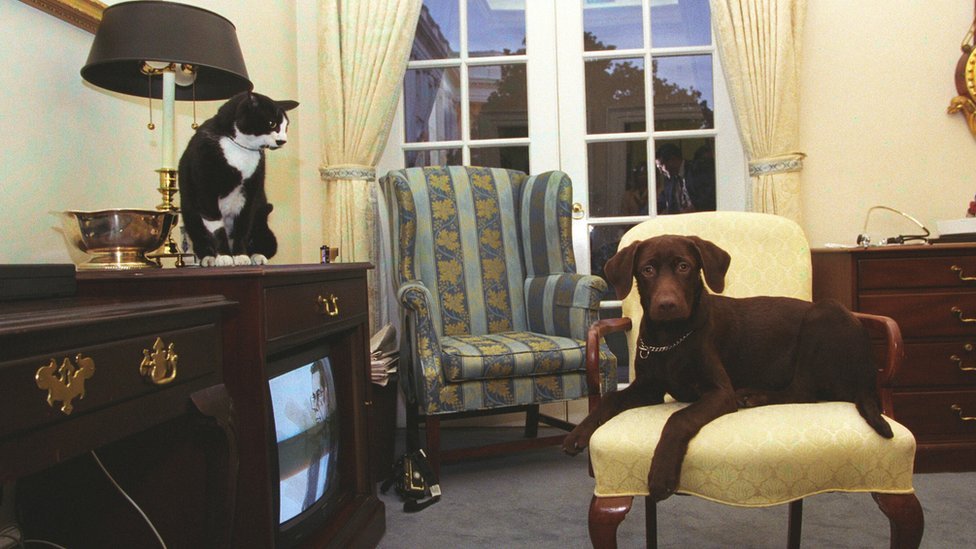 Socks the Cat, with black fur, white face, and amber eyes, sits on top of a television cabinet looking down at Buddy the dog in 1998
