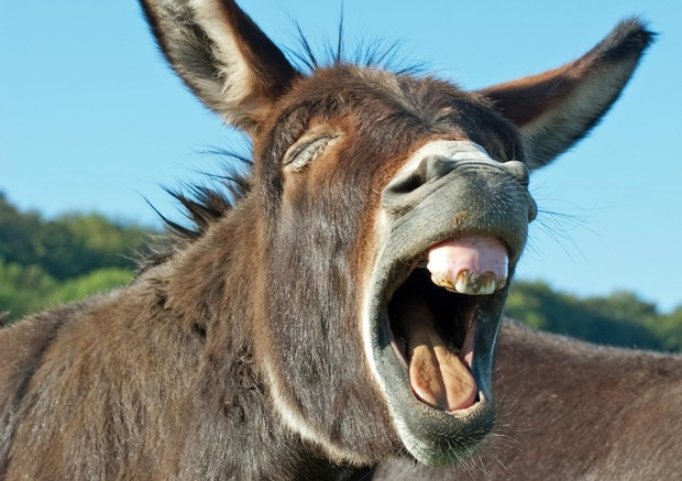 Se viralizó un video de un burro que "canta" ópera - Radio Mitre