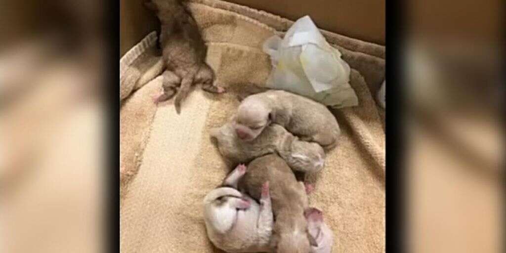 Woman arrested after 7 puppies dumped in plastic bag in California, shelter says | Fox News