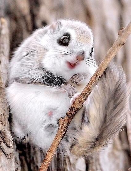japanese squirrel