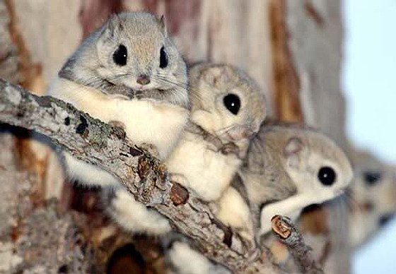 japanese squirrel