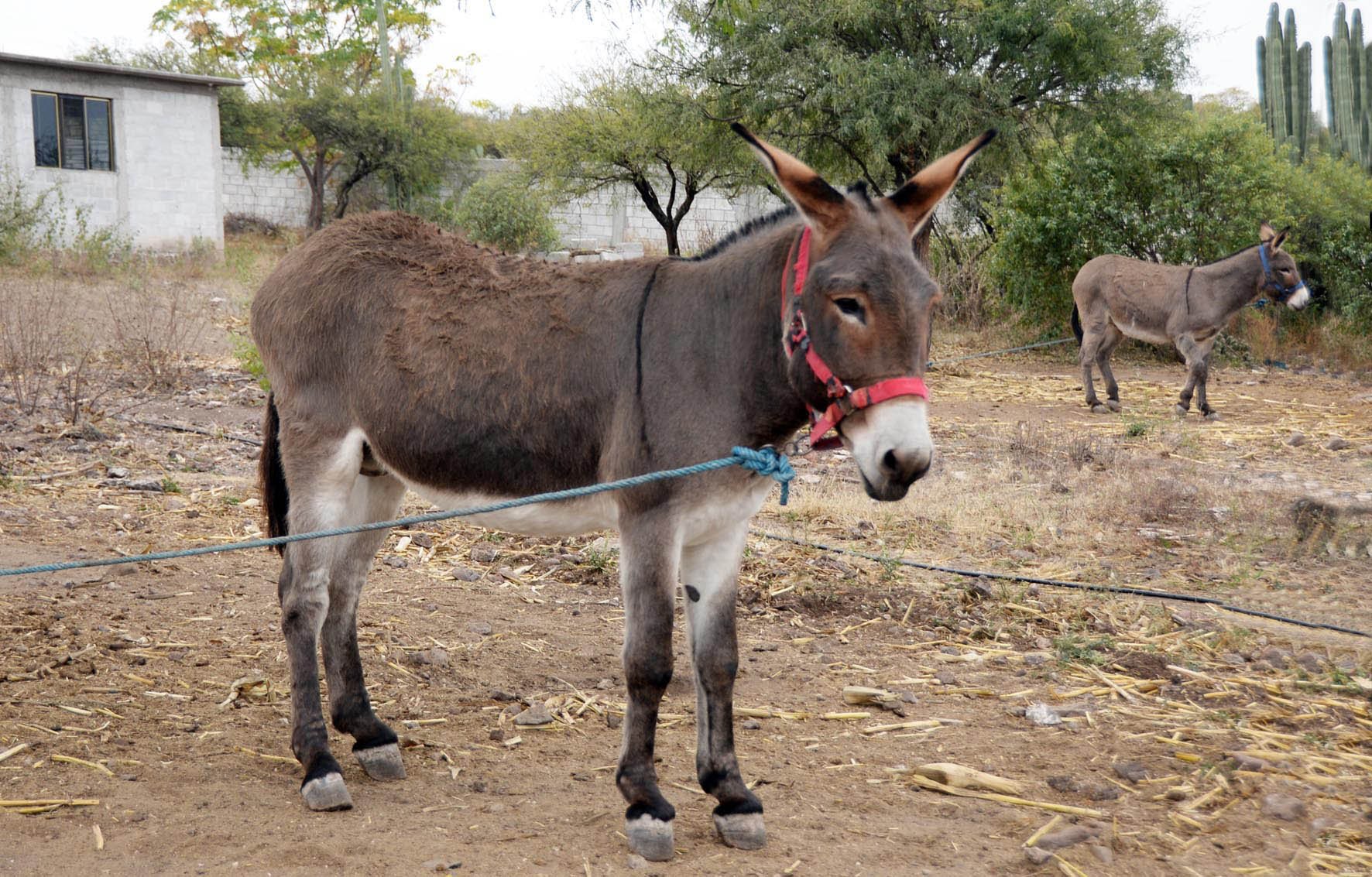 Programa Donkey Sanctuary-UNAM promueve el bienestar de 260 comunidades en donde se usan caballos, mulas y burros para el trabajo