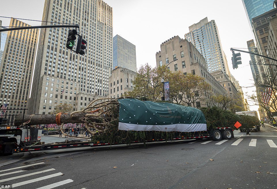 Photodollar • Rockefeller Center Christmas tree lifted into place, Complete With Police Escort | NEW YORK, Nov 15 - Rockefeller Center Christmas tree arrives in Man...