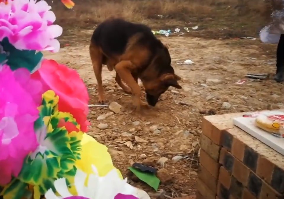 Perro extraña a su dueño muerto y cava en su tumba para encontrarlo - Oxitocina Magazine- Revista de mascotas en Panamá