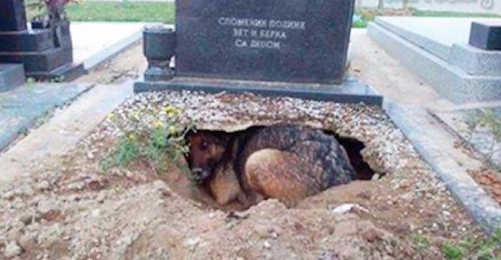 Una perrita cava la tumba de su fallecido dueño y la razón sorprendió a todos - Zoorprendente