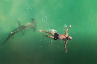 Video: el aterrador momento en que un enorme tiburón martillo rodea a un  hombre - LA NACION