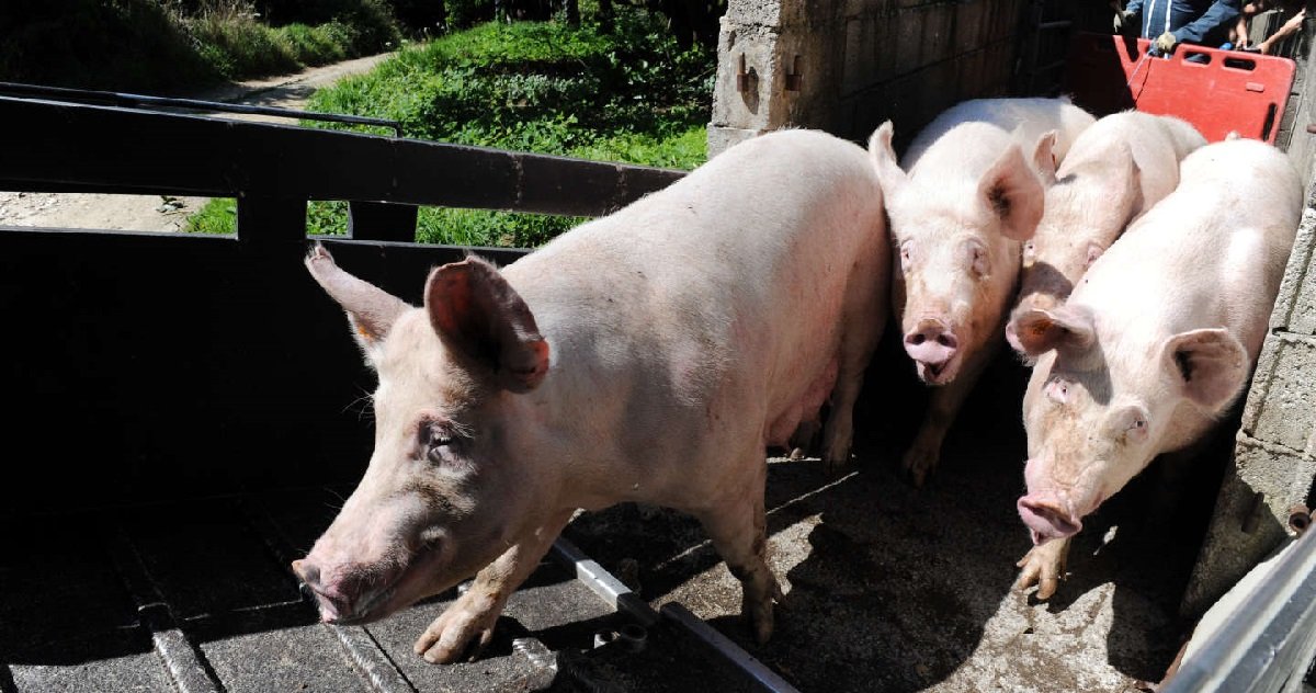 7 porc.jpg?resize=412,232 - Bretagne: un cochon s'est évadé devant un abattoir pour échapper à la mort