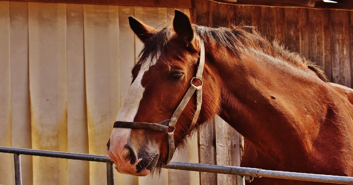 8 cheval.jpg?resize=412,275 - Un cavalier a été condamné pour avoir poussé son cheval jusqu'à la mort