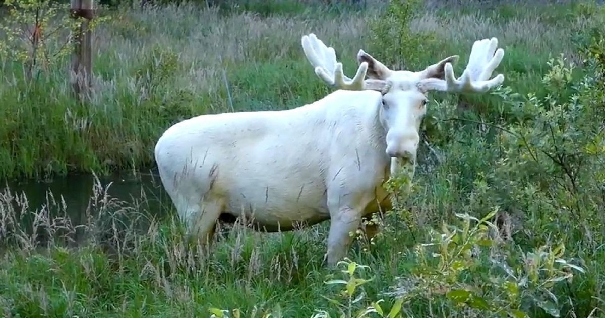 8 eb.jpg?resize=412,275 - Des chasseurs ont suscité l'indignation après avoir abattu un rare élan blanc