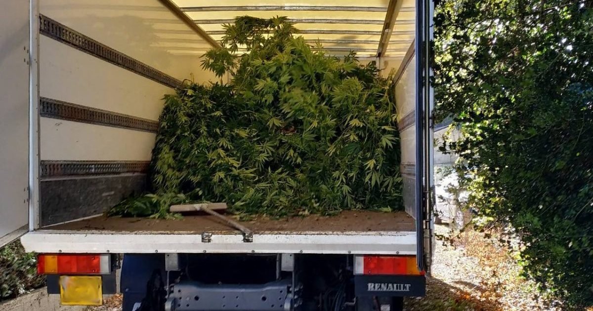 actu fr e1605268322530.jpg?resize=1200,630 - Loire-Atlantique : Une énorme plantation de cannabis découverte