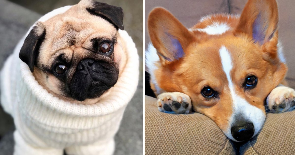 adfasf.jpg?fit=1024%2C538&ssl=1&strip=all - Best Dog Breeds Revealed: Find Out Where Your Pup Stands
