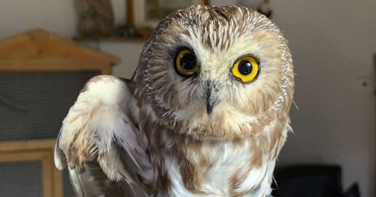 ap 5.jpg?resize=412,275 - Tiny Owl Saved After Getting Stuck In The Rockefeller Christmas For 3 Days