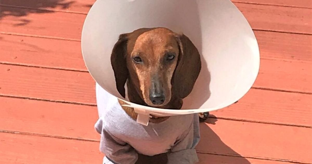 boobooo5.jpg?resize=412,275 - Dog Almost Euthanized After Neglectful Owners Allowed Her Tumor To Grow To Size Of A Melon