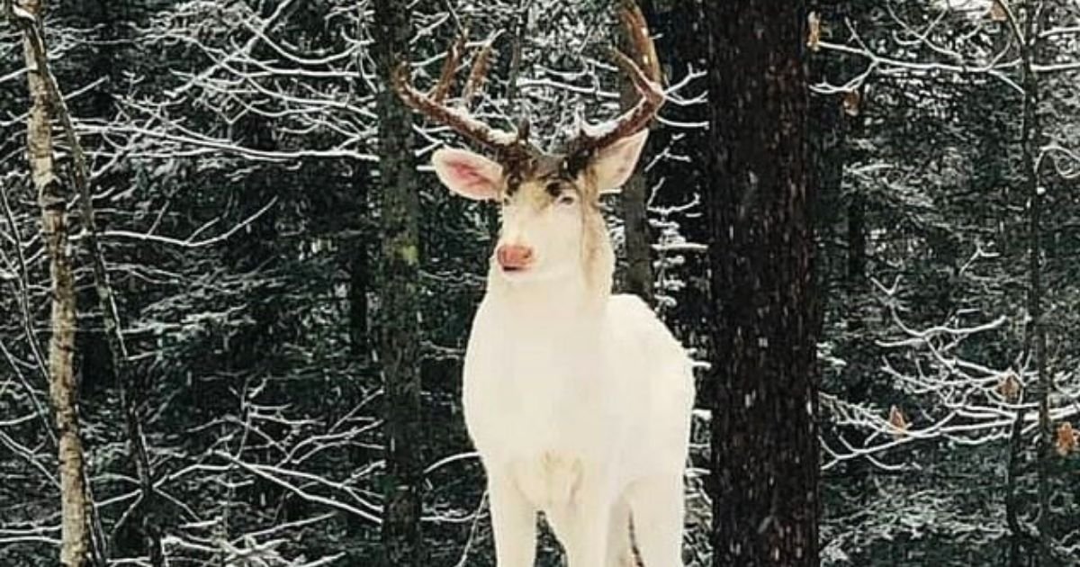buck5.jpg?resize=412,275 - Woman Spots Majestic Albino Buck Roaming Around Her Backyard