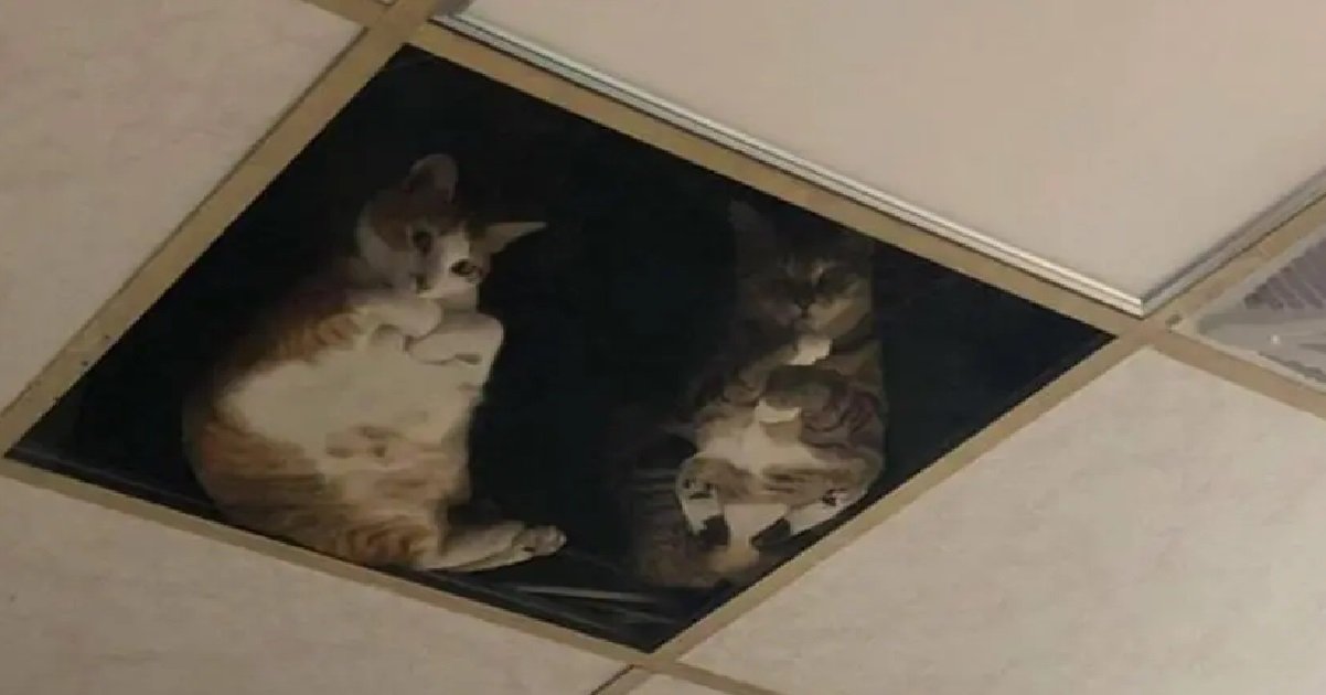 chat.jpg?resize=412,232 - Vidéo: dans sa boutique un commerçant a installé un plafond de verre pour ses chats
