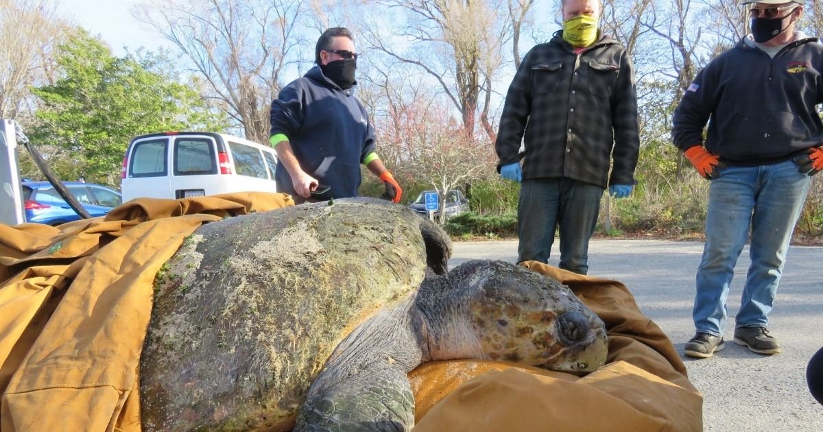 cover 4.jpg?resize=1200,630 - Cold-Stunned 350-Pound Turtle Is Rescued By Officials Who Found It Unresponsive On Its Back