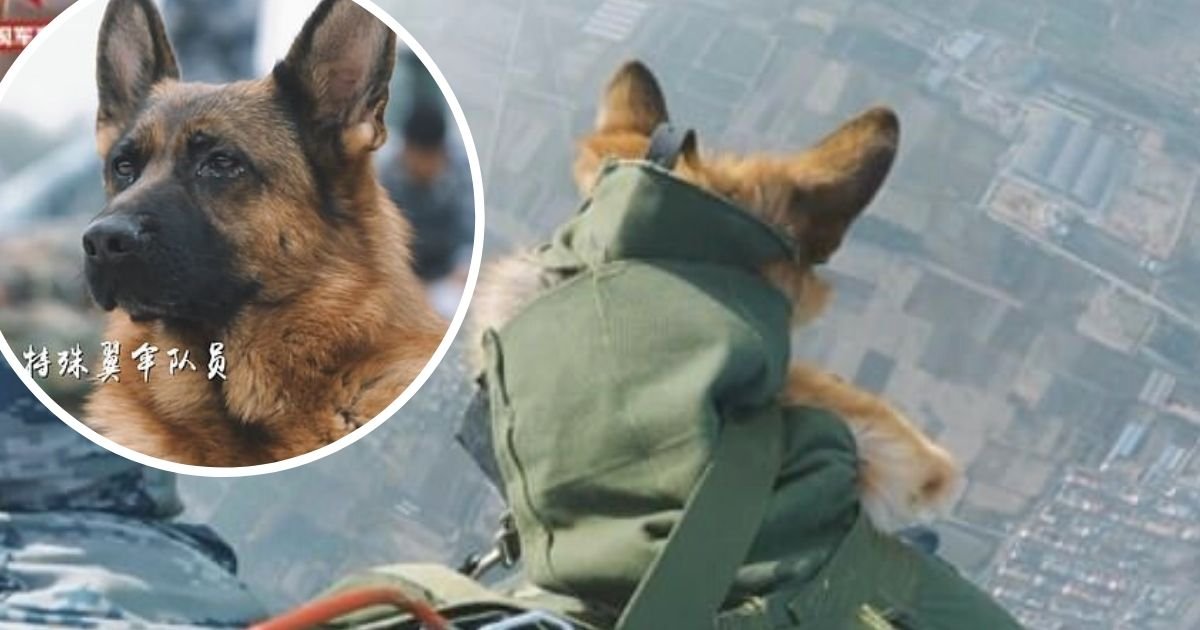 doggy.jpg?resize=412,275 - Dog Paratrooper: German Shepherd Takes Part In Tandem Skydive With Handler As Part Of His Training