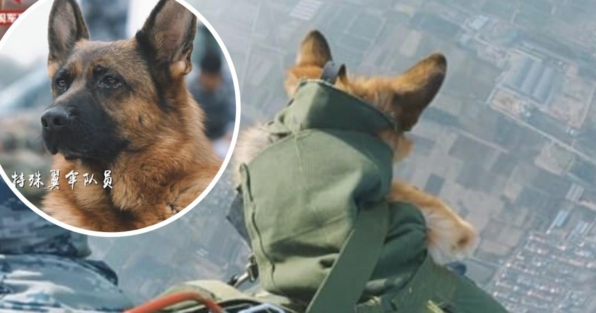 doggy.jpg?resize=412,232 - Dog Paratrooper: German Shepherd Takes Part In Tandem Skydive With Handler As Part Of His Training