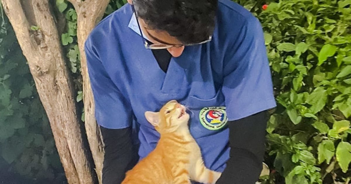 egypt kitten goes up to nurse on break and makes instant friends edited 1280x720 e1604687982525.jpg?resize=1200,630 - Un infirmier épuisé par ses journées trouve du réconfort auprès d'un chat errant 