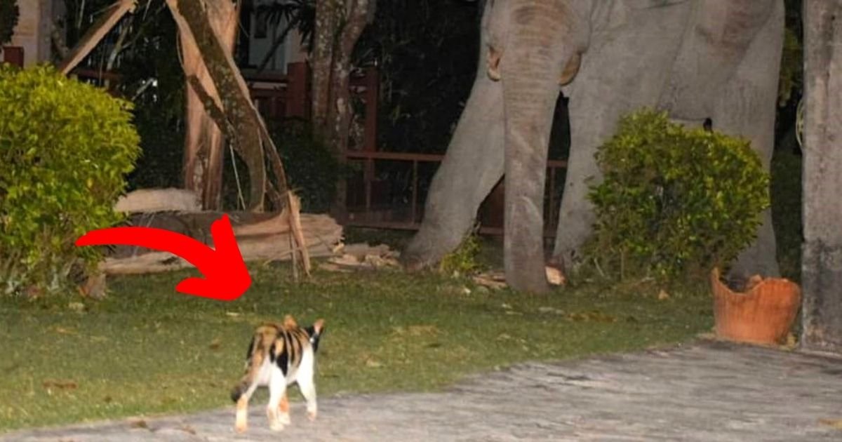 elephant6.jpg?resize=1200,630 - Pet Cat Chases Away An Elephant That Wandered Into Its Garden Searching For Food