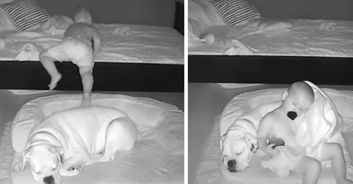 ff6a9367 dogfi1 5 e1605041882920.png?resize=1200,630 - Vidéo : un enfant se faufile hors de son lit pour dormir avec son chien