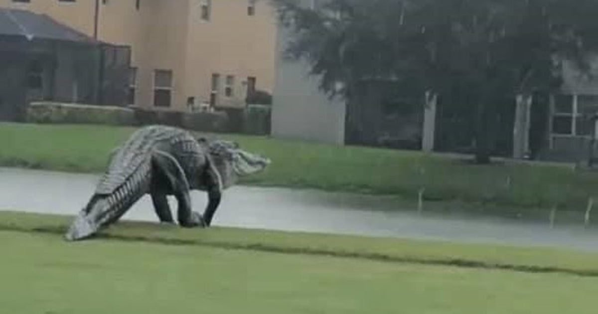 gator 1 e1605292265283.jpg?resize=1200,630 - Vidéo : un alligator géant repéré sur un terrain de golf en Floride