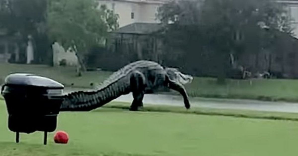 gator4.jpg?resize=1200,630 - Gigantic Alligator Strolls Across A Golf Course In Florida And Sends Internet Into Frenzy