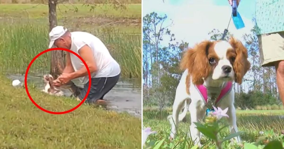 gunner5.jpg?resize=412,275 - 74-Year-Old Man Speaks Out After Saving A Puppy From An Alligator In Florida