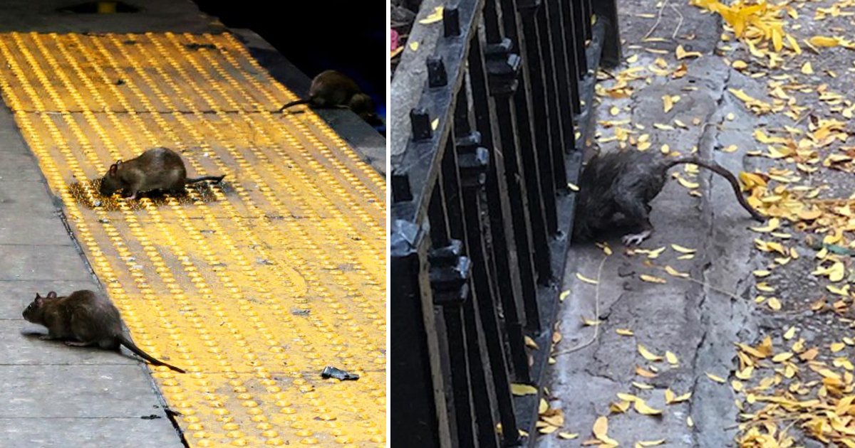 hadasf.jpg?resize=412,232 - New York Central Park And The UWS Is Overrun With Big Fat Rats