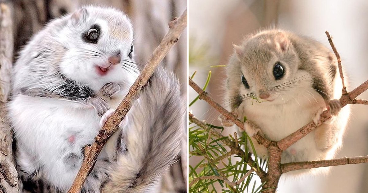 hhadg.jpg?resize=412,275 - These Adorably Native Japanese Squirrels Are Bringing Pokémon Vibes To Life