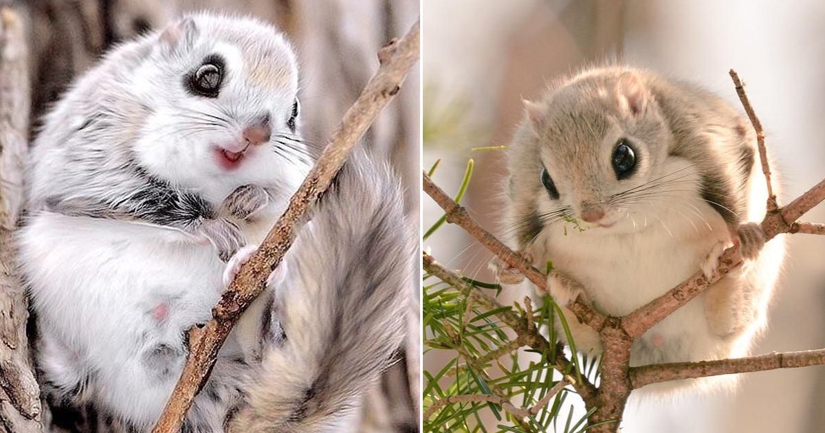 hhadg.jpg?fit=1024%2C538&ssl=1&strip=all - These Adorably Native Japanese Squirrels Are Bringing Pokémon Vibes To Life