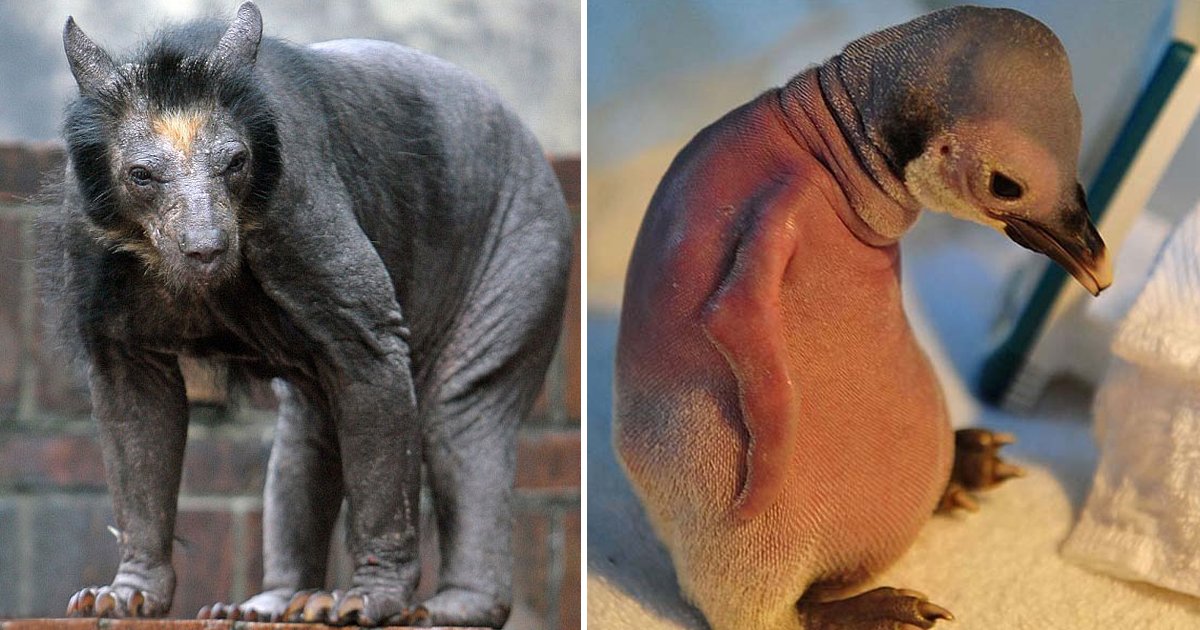 hsdfsf 1.jpg?resize=412,232 - These Fascinating Clicks Of Hairless Animals Just Might Blow Your Mind