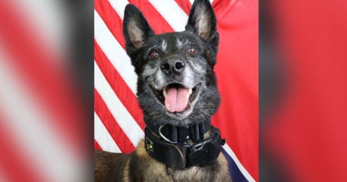 la vergne police department.jpg?resize=1200,630 - A Tennessee Police Department Is Mourning A K-9 Killed In The Line Of Duty