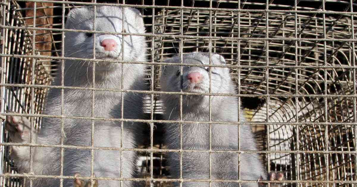 minks compressed.jpg?resize=1200,630 - World’s Largest Fur Auction House Is Set To Close As Demand Drops