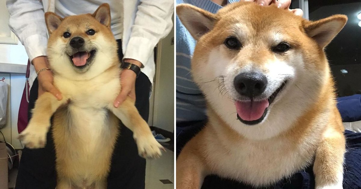 sdagasdg.jpg?fit=1024%2C538&ssl=1&strip=all - Meet Balltze: The Mischievously Famed Cheems Dog And Social Media Star Of Memes