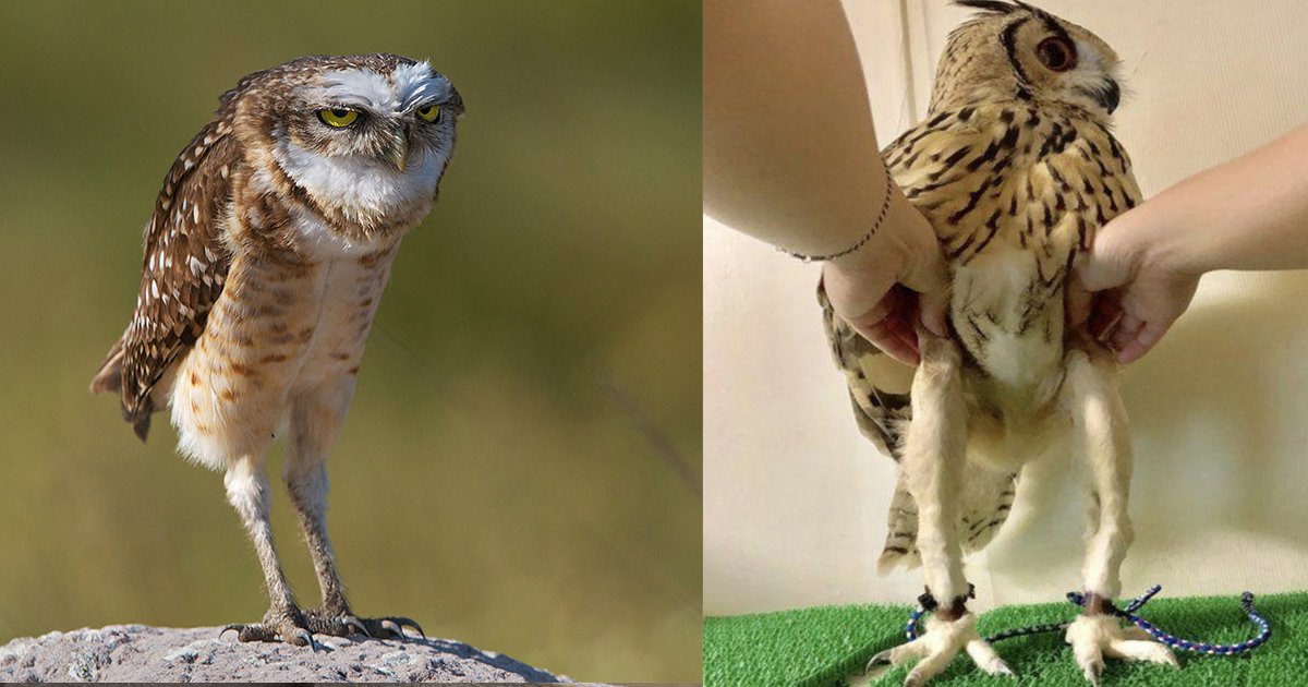 sssssssssf.jpg?resize=412,275 - Debunking The Fascinating Myths Surrounding An Owl's Long Legs