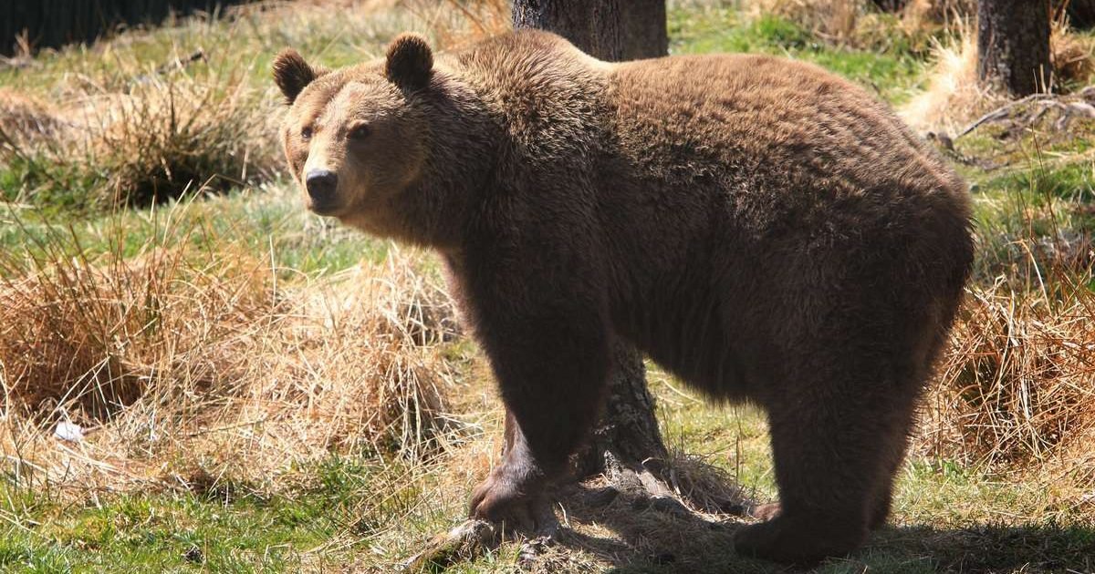 sud ouest e1606739914200.jpg?resize=412,232 - Pyrénées espagnoles : L'ourse Sarousse a été abattue par un chasseur